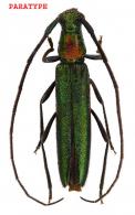 Metalloeme viridescens  Touroult, Dalens & Tavakilian, 2010 PARATYPE