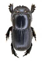 Dendropaemon (Nigropaemon) nigritulus Génier & Arnaud, 2016
