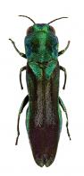 Agrilus sp11