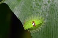 Natada subpectinata