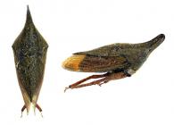 Aconophora sp1