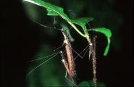 Phasmidae Gen sp