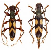 Compsibidion maronicum   (Thomson, 1867) ♂ & ♀