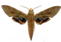 Eumorpha labruscae labruscae  (Linné, 1758)