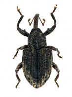 Curculionidae Gen sp108