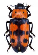 Pselaphacus giganteus Germar,  1824
