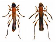 Ecliptoides lauraceae   (Penaherrera-Leiva & Tavakilian, 2004) ♂ & ♀
