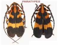 Deltosoma humeralis  Dalens & Giuglaris, 2014  ♂ & ♀ PARATYPES