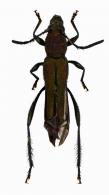 Chrysommata lauracea  (Penaherrera-Leiva & Tavakilian, 2003)