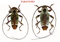 Hyperplatys giuglarisi Audureau, 2026  ♂ & ♀ PARATYPES