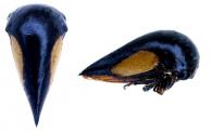 Stictopelta sp3
