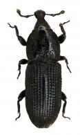 Cossonus bulbirostris  Perty, 1832