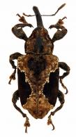 Heilipodus contumax  (Pascoe, 1881)