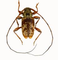Acanthocinini Gen sp G187