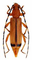 Limernaea suturalis Martins, 1977