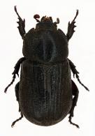 Amblyoproctus torulosus  Kolbe, 1910