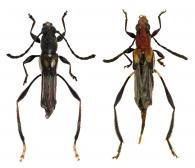 Phygopoides talisiaphila Penaherrera-Leiva & Tavakilian 2003  ♂ & ♀