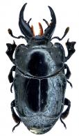 Oxysternus maximus (Linnaeus 1767)