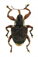 Curculionidae Gen sp109