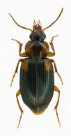 Carabidae Gen sp1