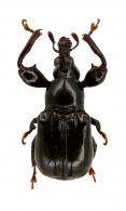 Attelabidae Gen sp1
