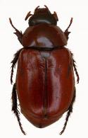 Cyclocephala rustica  (Olivier, 1789) 