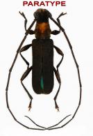 Olexandrella bondili  Giuglaris & Dalens, 2014  PARATYPE