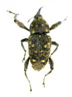 Macromerus innoxius  (Herbst, 1795)