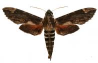 Erinnyis lassauxii  (Boisduval, 1859)