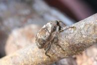 Cratosomus sp