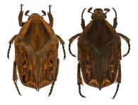 Hoplopyga liturata (Olivier, 1789)  var.