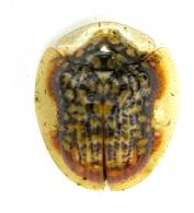 Microctenochira conscripta  (Boheman, 1855)