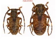 Estola adsimulata Bezark & Santos-Silva, 2024  ♂ & ♀ PARATYPES