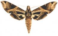 Eumorpha megaeacus  (Hübner, 1819)