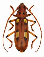 Pentomallus costulatus  (Bates, 1870)