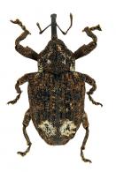 Curculionidae Gen sp125