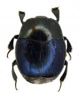 Euspilotus (Hesperosaprinus) azureus (Sahlberg, 1823)