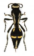 Traumatomutilla indica (Linné,1758)