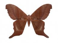 Paradaemonia platydesmia platydesmia (W.Rothschild, 1907)