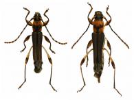 Ecliptoides fanchonae   (Tavakilian & Penherrera-Leiva, 2003) ♂ & ♀