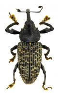 Molytinae Gen sp72