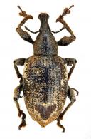 Merodontus cordifer  Jekel, 1856