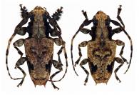 Aegomorphus lateralis  (Bates, 1861)  ♂ & ♀