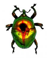 Eurhinus flaturarius Schoenherr, 1825 