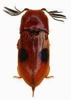 Pterotarsus bimaculatus  Castelnau, 1835