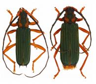 Chlorida curta Thomson, 1857 ♂ & ♀