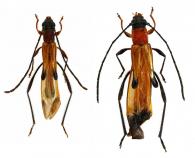 Thouvenotiana ichneumona  Penaherrera-Leiva & Tavakilian, 2003 ♂ & ♀