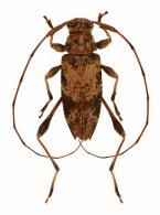 Anisopodus punctipennis  Monné & Martins, 1976