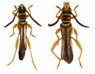 Odontocera barnouini  Penaherrera-Leiva & Tavakilian, 2003 ♂ & ♀ 