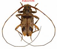 Hyperplatys dissimilis Roguet, 2022  PARATYPE